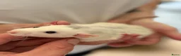 Rat rodents for sale: Rats for sale - Advert 9