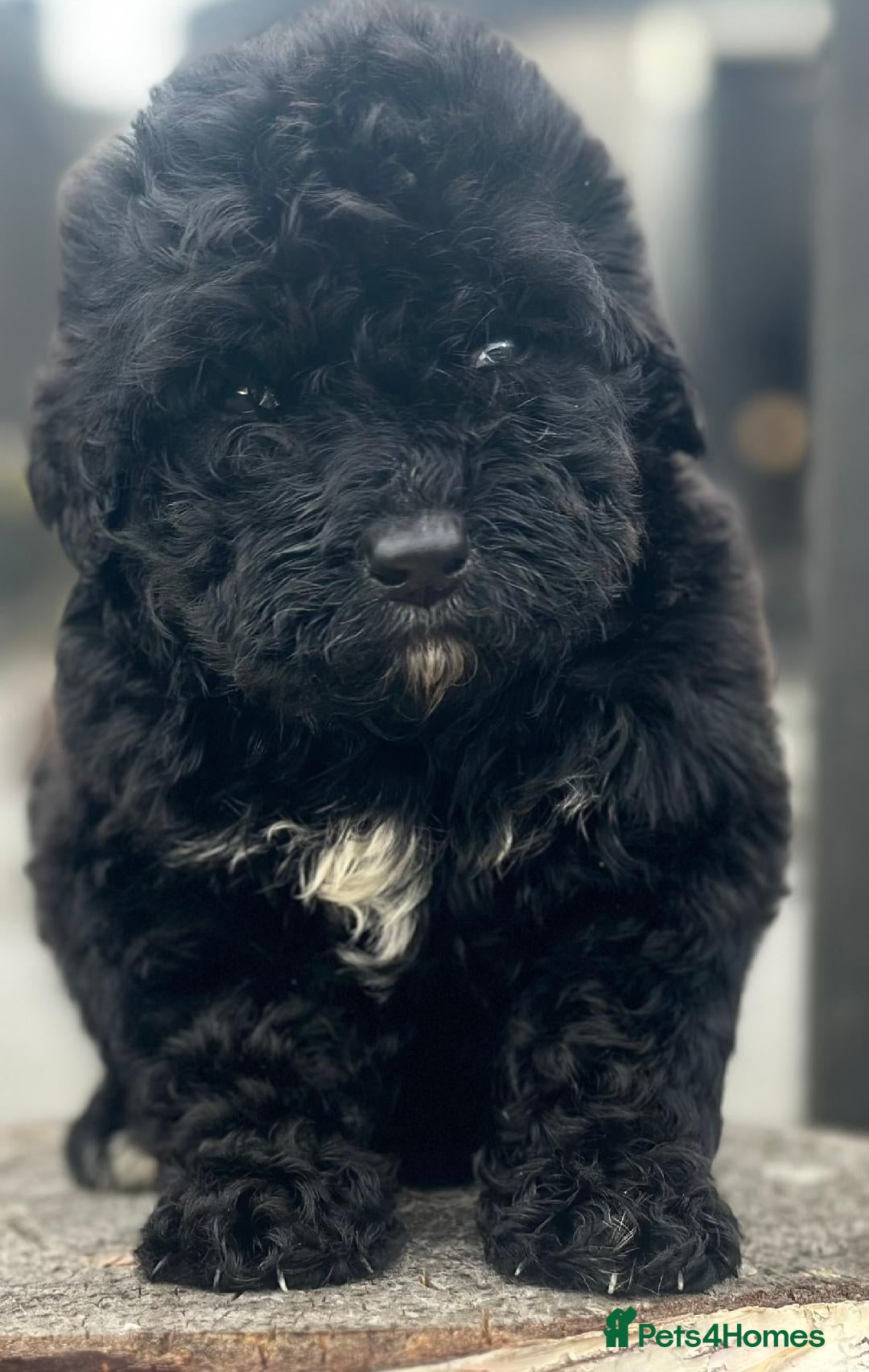 Bernedoodle dogs for sale: F1 STANDARD BERNADOODLE BOY AND GIRL AVAILABLE - Image 8
