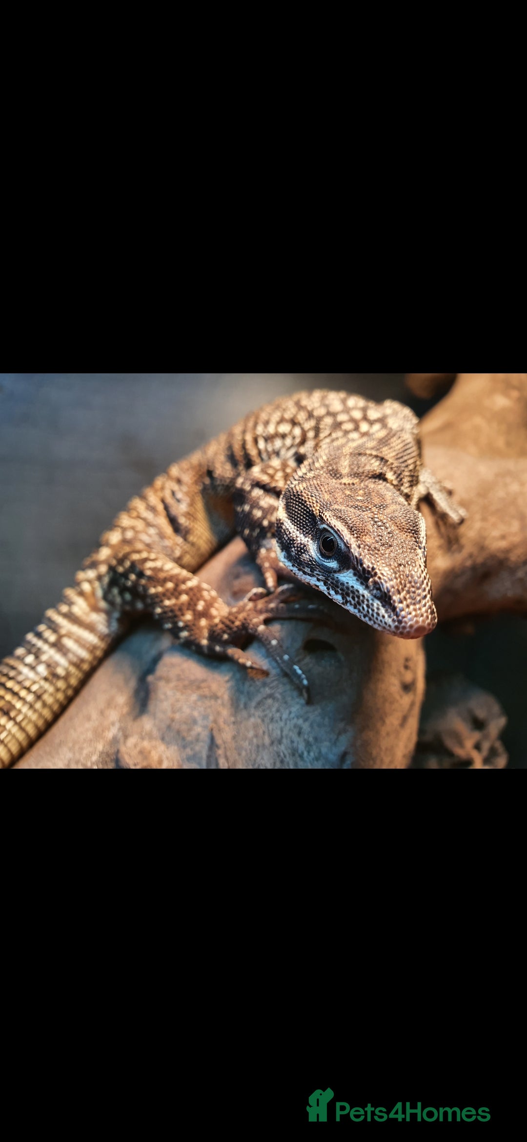 Monitor reptiles for sale: Ackie Monitor  - Advert 2