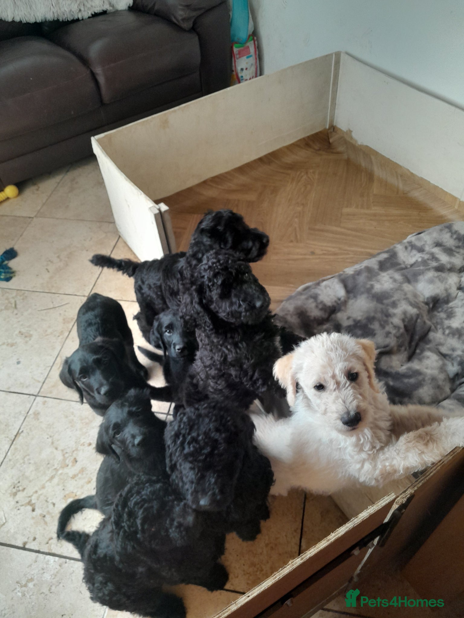 Goldendoodle dogs Goldendoodle puppies for sale - Advert 3