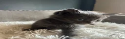 British Longhair cats for sale: British long hair kittens - Advert 9