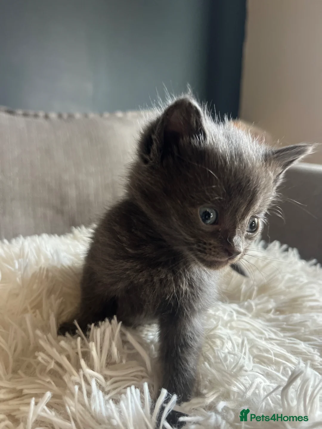 British Longhair cats for sale: British long hair kittens - Advert 9