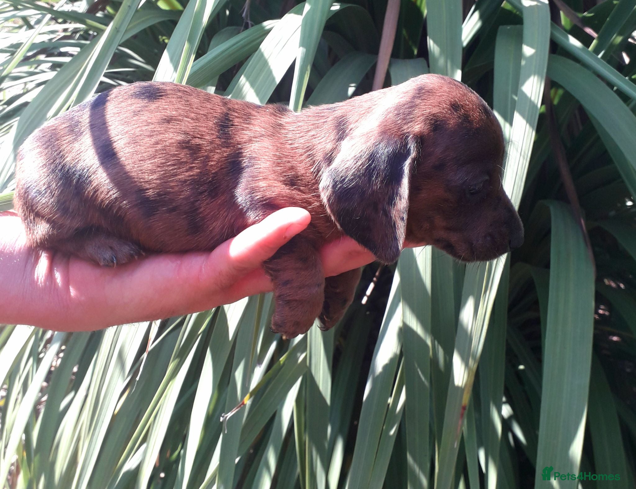 Miniature Dachshund dogs *TRUE*MINIATURE*DACHSHUNDS*AMAZING * QUALITY * - Advert 2