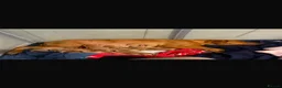 Labrador Retriever dogs for sale: Beautiful KC Labrador Puppies - Advert 5