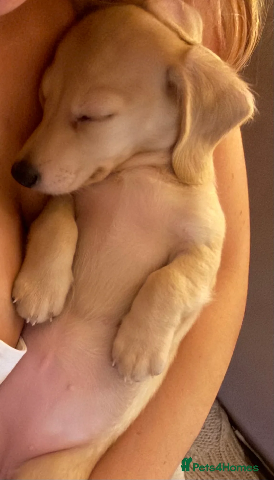 Miniature Dachshund dogs for sale: Miniature dachshund  - Advert 3