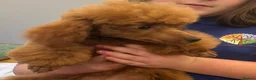 Toy Poodle dogs for sale: 3 year old health tested kc reg female toy poodle - Advert 8