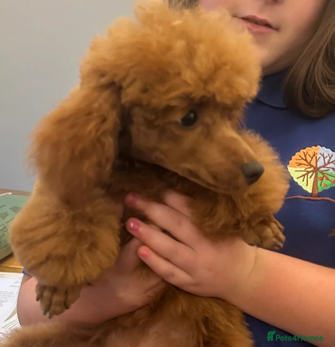 Toy Poodle dogs for sale: 3 year old health tested kc reg female toy poodle - Advert 8