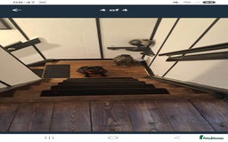 Pug dogs for sale: Kc reg pug - Advert 4