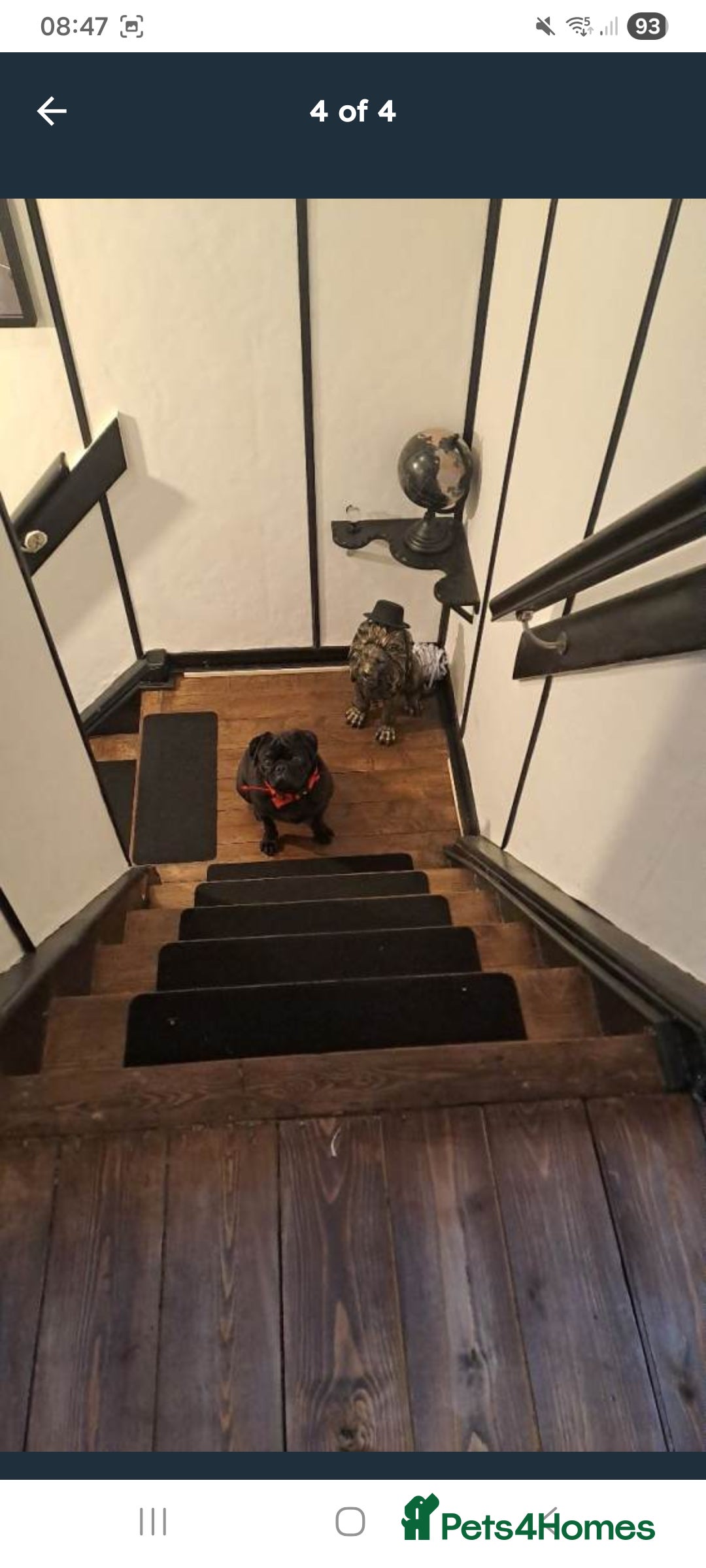 Pug dogs for sale: Kc reg pug - Advert 4