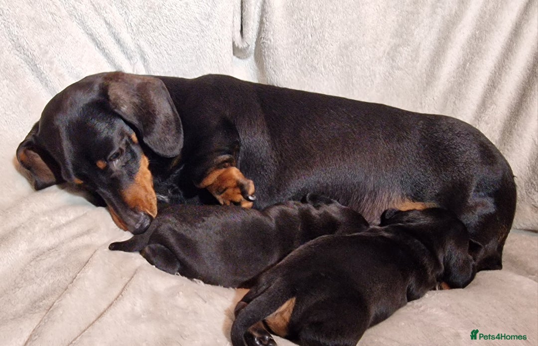Miniature Dachshund dogs for sale: Champion bloodlines excellent quality KC miniature - Advert 9