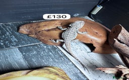 Bearded Dragon reptiles for sale: Bearded dragons babies&adults possible full setup - Image 10