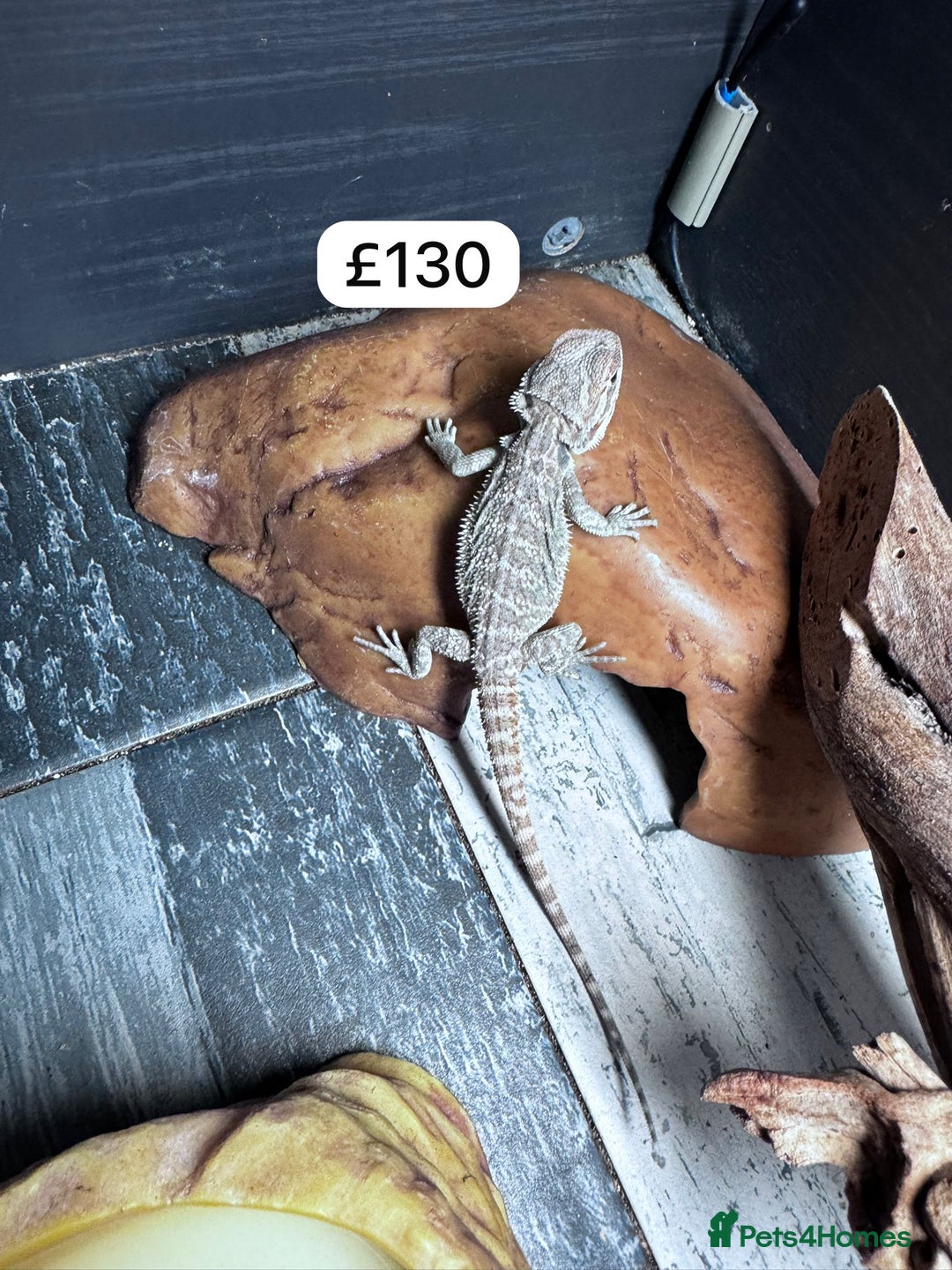 Bearded Dragon reptiles for sale: Bearded dragons babies&adults possible full setup - Image 10