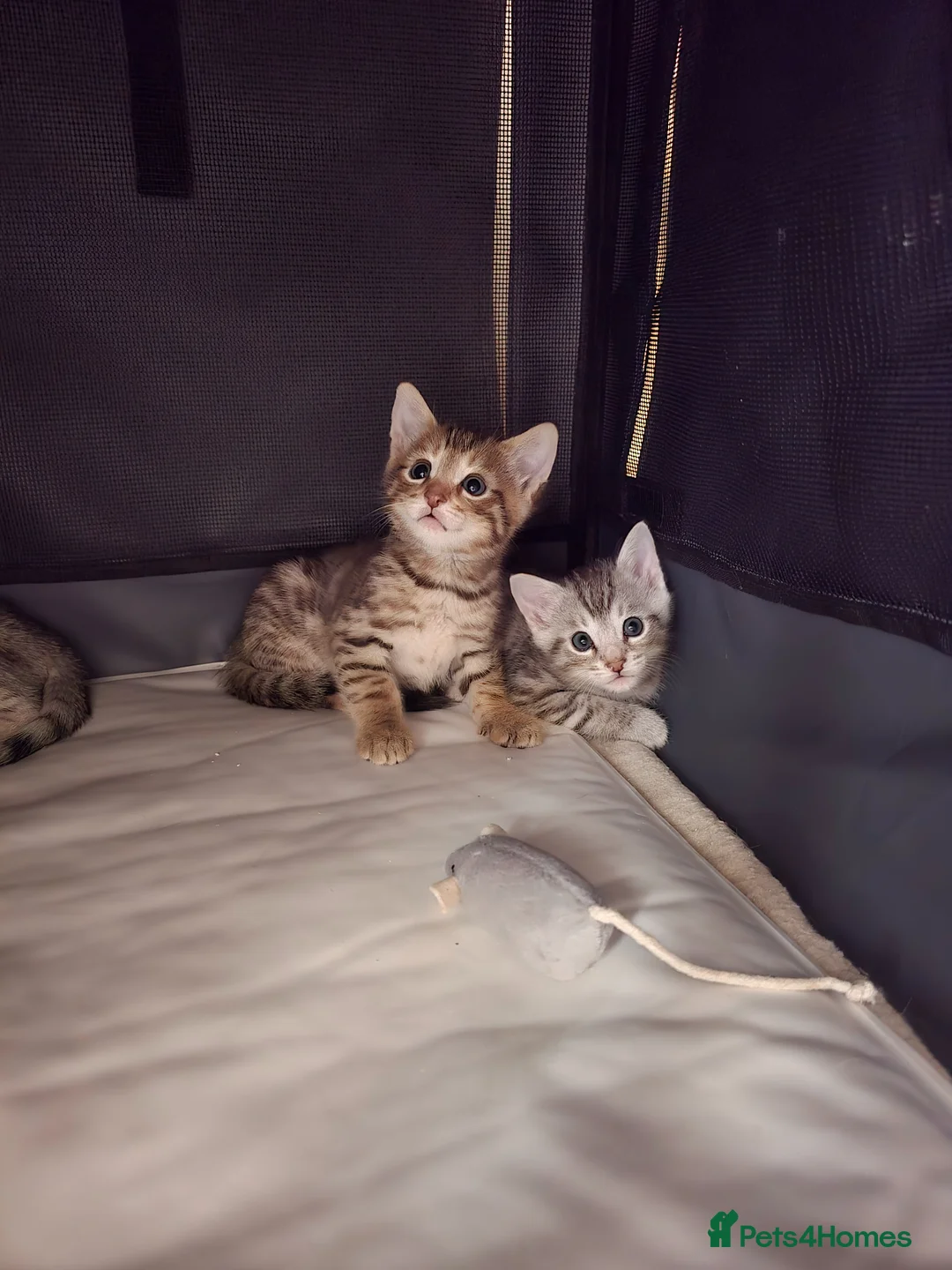 Bengal cats for sale: Bengal kittens  - Advert 2