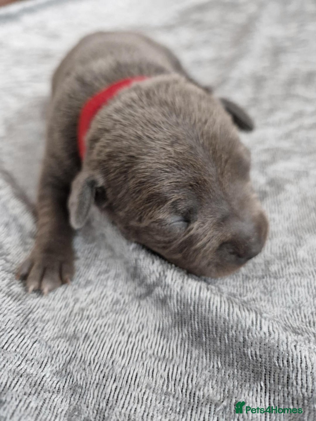 Staffordshire Bull Terrier dogs for sale: 2 Beautiful Male Blue Staffy Puppies - Advert 6