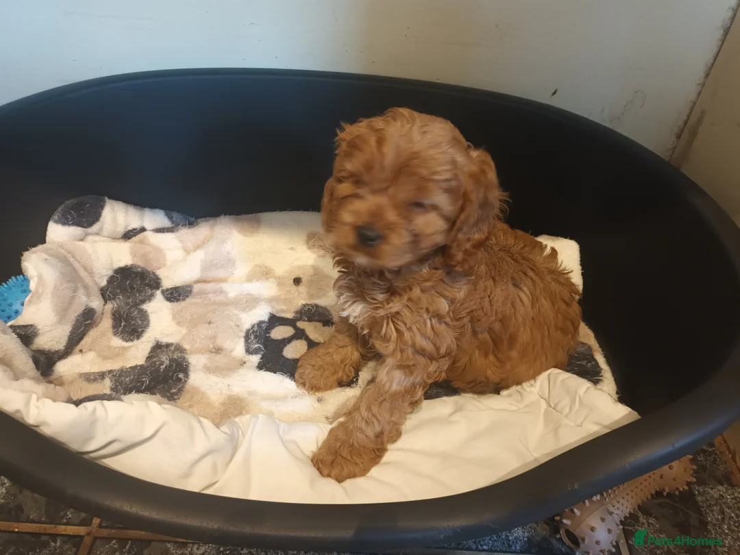 Cavapoo dogs for sale: cavapoo pup  - Advert 2