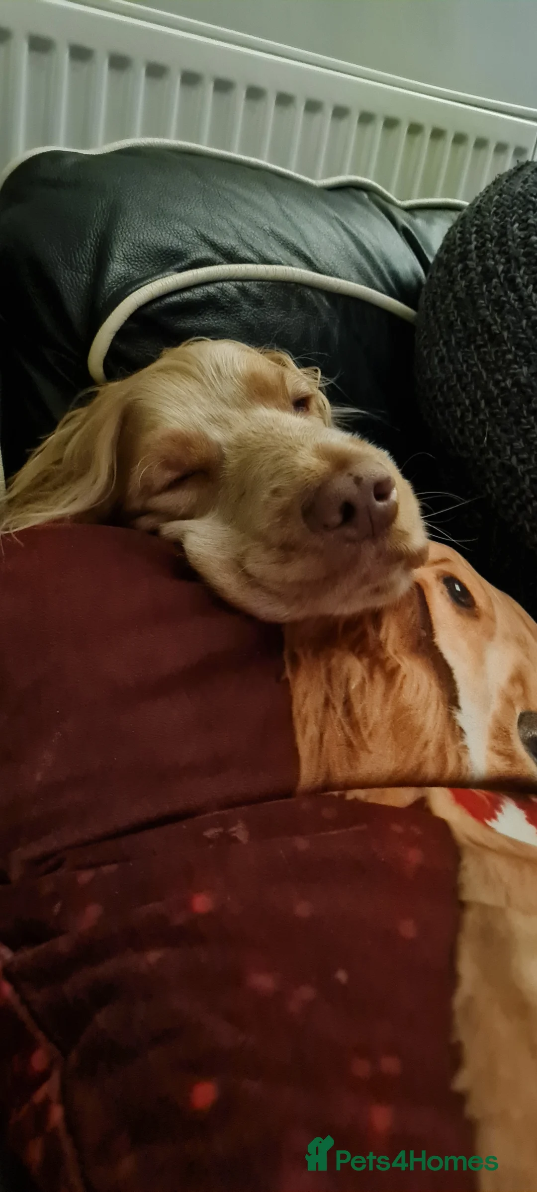 Cocker Spaniel dogs for stud: Proven Handsome Show Cocker Spaniel For Stud in Rochdale - Advert 28