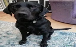 Labrador Retriever dogs for stud: PROVEN KC Registered Black Labrador for Stud Kent in Dover - Image 5