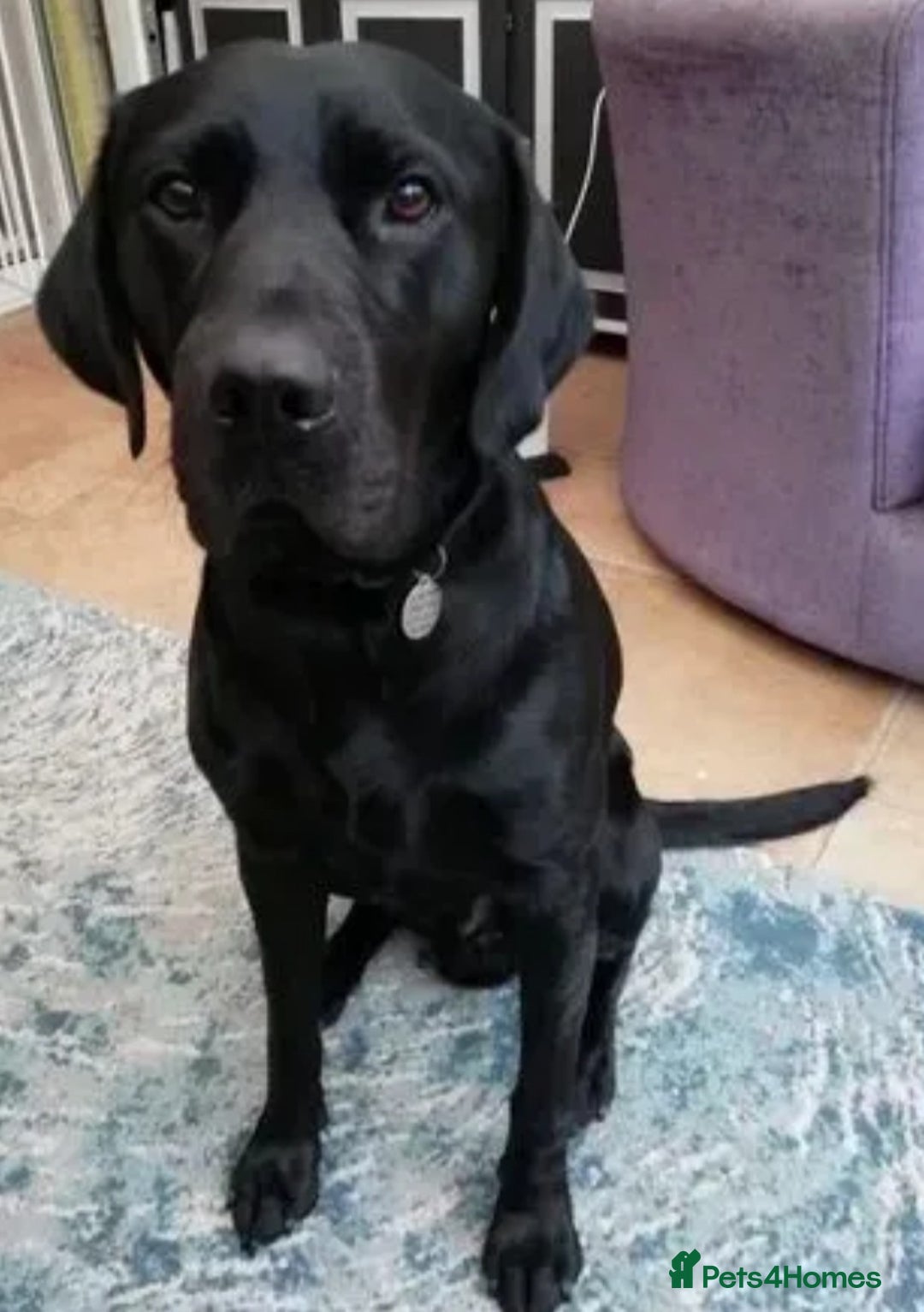 Labrador Retriever dogs for stud: PROVEN KC Registered Black Labrador for Stud Kent in Dover - Image 5