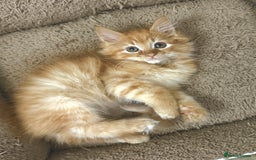 Mixed Breed cats for sale: BEAUTIFUL KITTENS  - Image 14