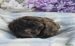Cockapoo dogs for sale: sable & phantom & tri colour cockapoo puppies  - Image 15