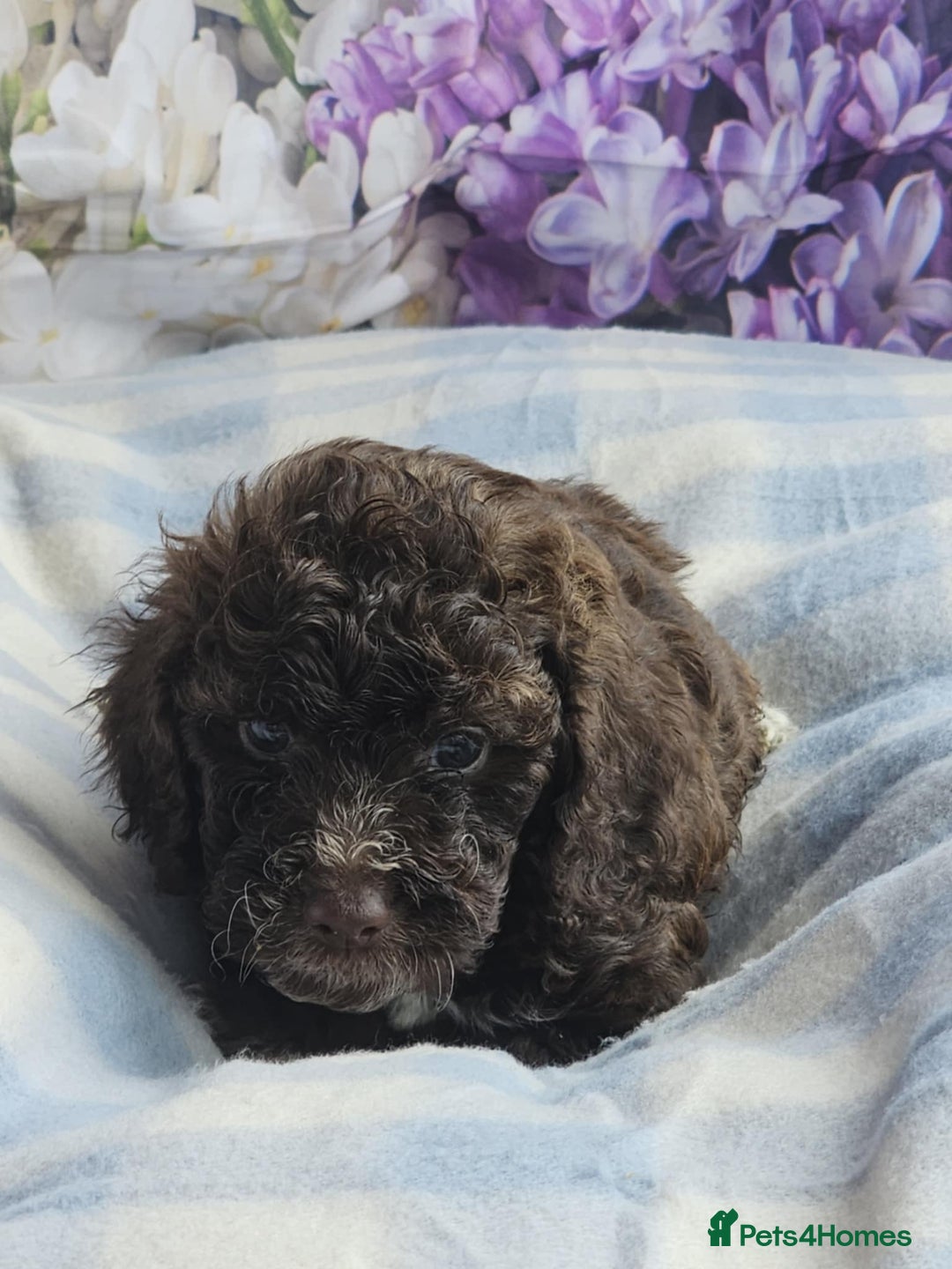 Cockapoo dogs for sale: sable & phantom & tri colour cockapoo puppies  - Image 15
