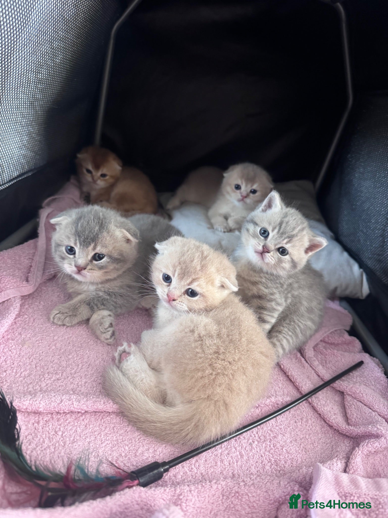 Scottish Fold cats Full Pedigree Beautiful Scottish Fold Kittens tica - Advert 2