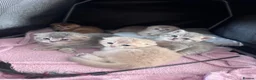 Scottish Fold cats for sale: Full Pedigree Beautiful Scottish Fold Kittens tica - Advert 7