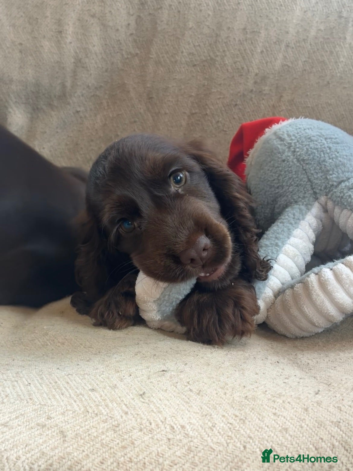 Cocker Spaniel dogs Beautiful show type cocker spaniels  - Advert 1