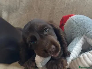 Cocker Spaniel dogs Beautiful show type cocker spaniels - Advert 1