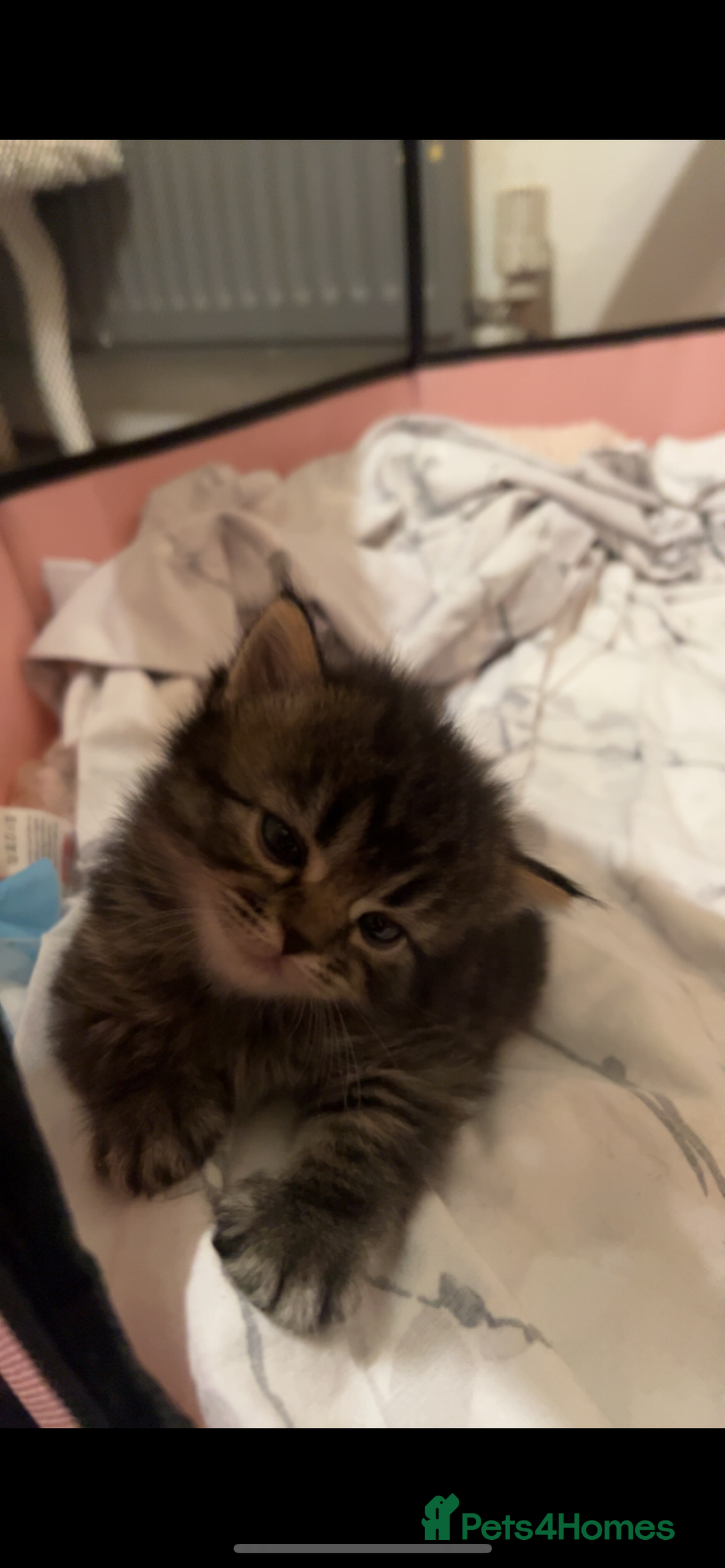 British Shorthair cats for sale: British shorthair, Russian blue and Persian mix   - Image 9