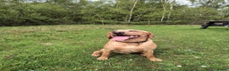 Labrador Retriever dogs for stud:  KC Registered Fox Red Labrador Retriever for stud in Doncaster - Advert 6