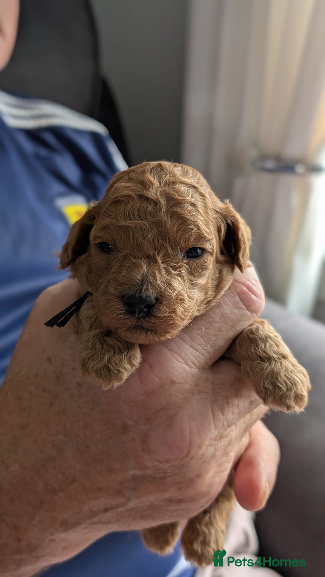 Shihpoo dogs for sale: Toy f1bb shipoo - Image 9