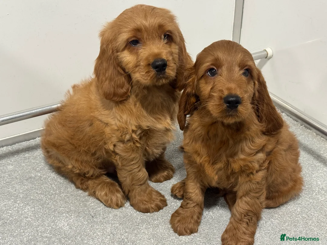 Cockapoo dogs for sale: BEAUTIUFL MIXED LITTER OF F1 COCKERPOOS - Advert 1