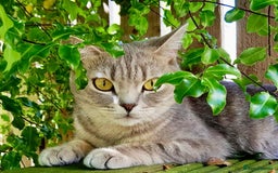 British Shorthair cats for sale: PUREBRED BSH KITTENS SOLD - Image 21