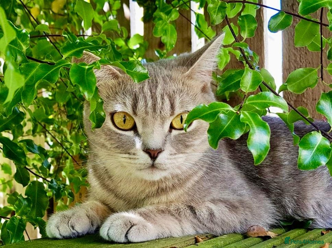 British Shorthair cats for sale: PUREBRED BSH KITTENS SOLD - Image 21