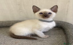 Siamese cats for sale: GCCF Registered Traditional Siamese Kittens.  - Image 28