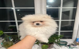 Pomeranian dogs for sale: 4 lovely Pomeranian Puppies for sale AVAILABLE NOW - Image 5