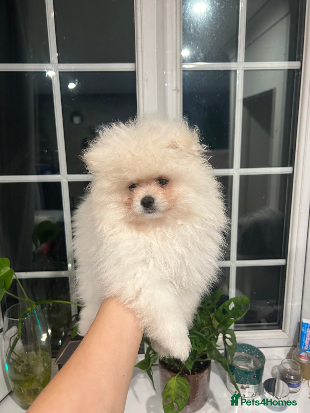 Pomeranian dogs for sale: 4 lovely Pomeranian Puppies for sale AVAILABLE NOW - Image 5