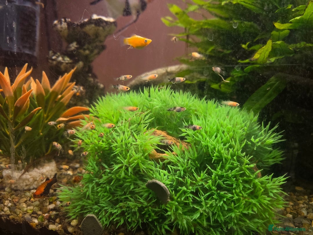 Mollies fish for sale: Mollie fry - Image 3