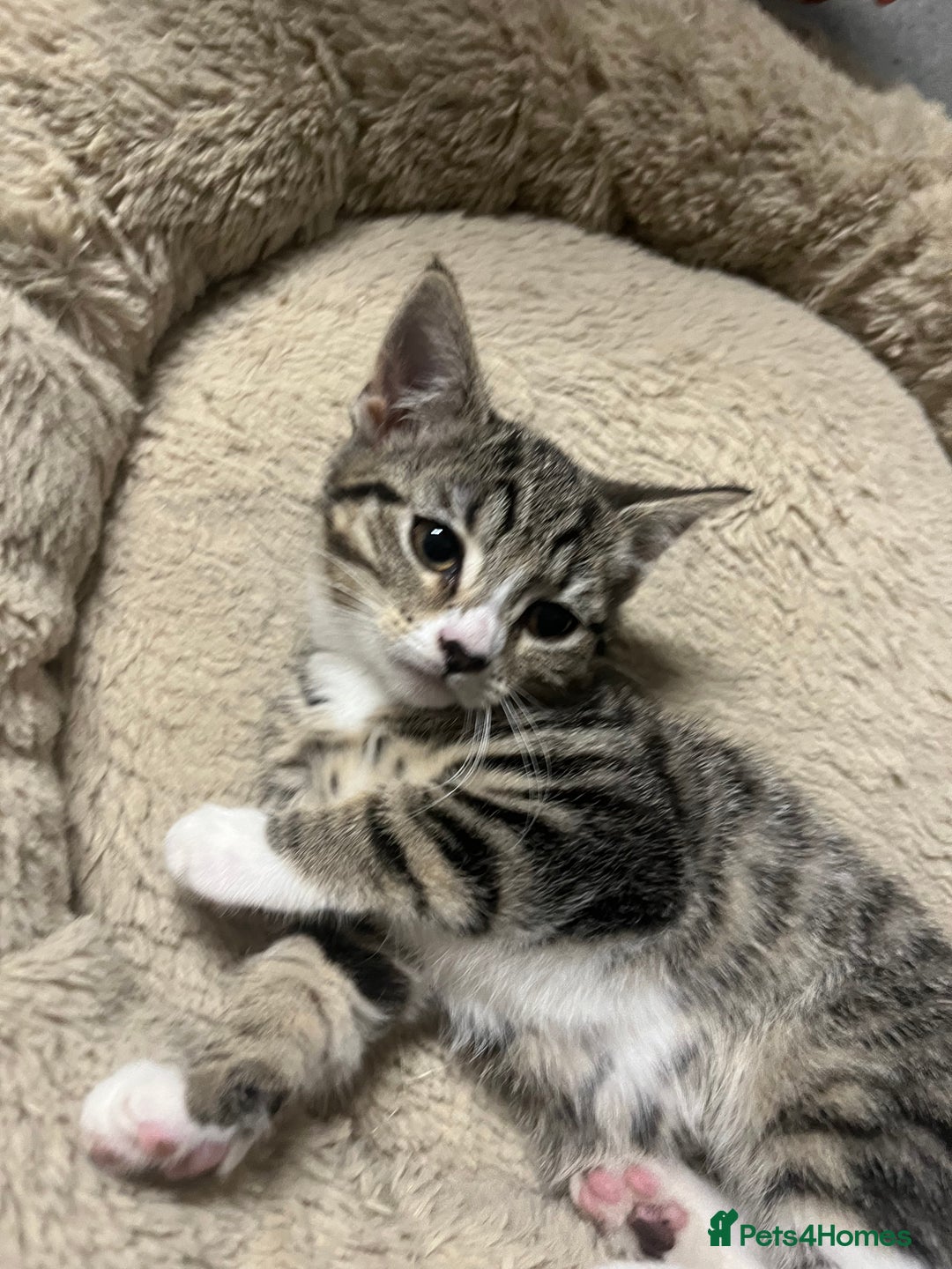 Mixed Breed cats for sale: 🐾 Beautiful Green eyed Grey tabby Kittens  - Advert 6