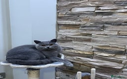 British Shorthair cats for sale: British short haired Female - Image 2