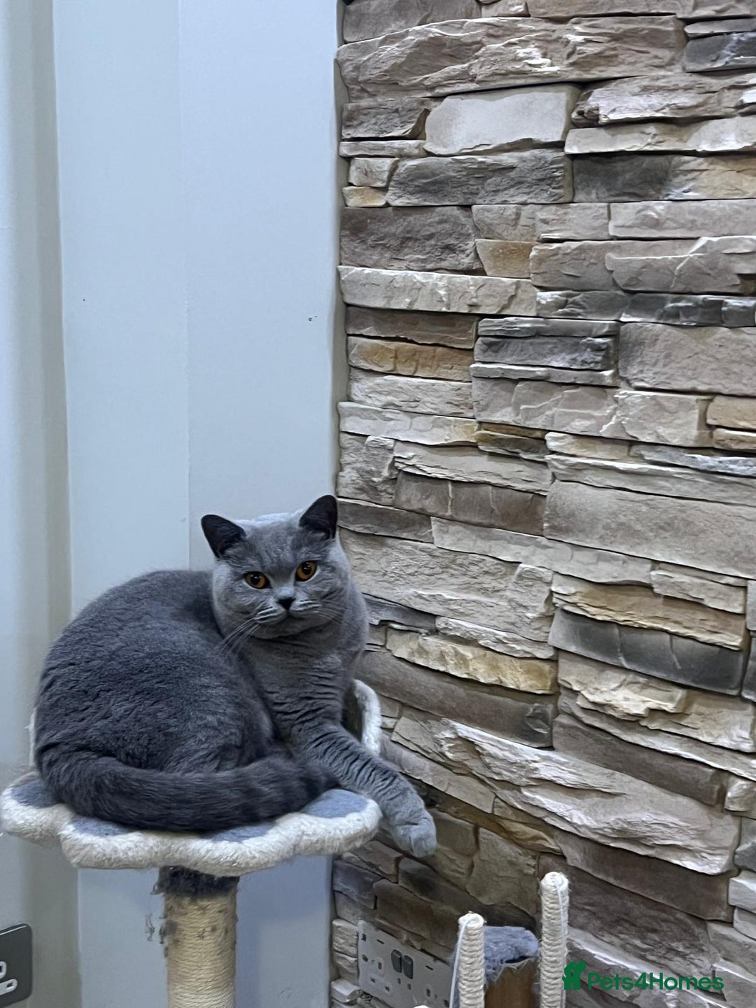 British Shorthair cats for sale: British short haired Female - Image 2