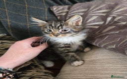 Mixed Breed cats for sale: Beautiful mixed breed female kitten  - Image 4