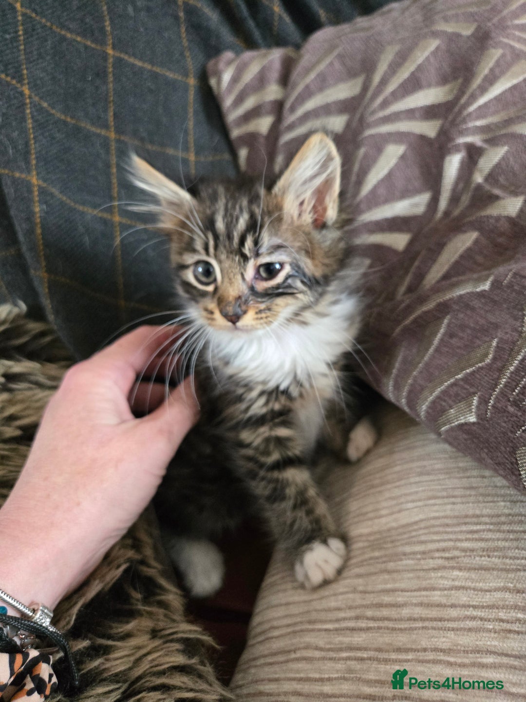 Mixed Breed cats for sale: Beautiful mixed breed female kitten  - Image 4