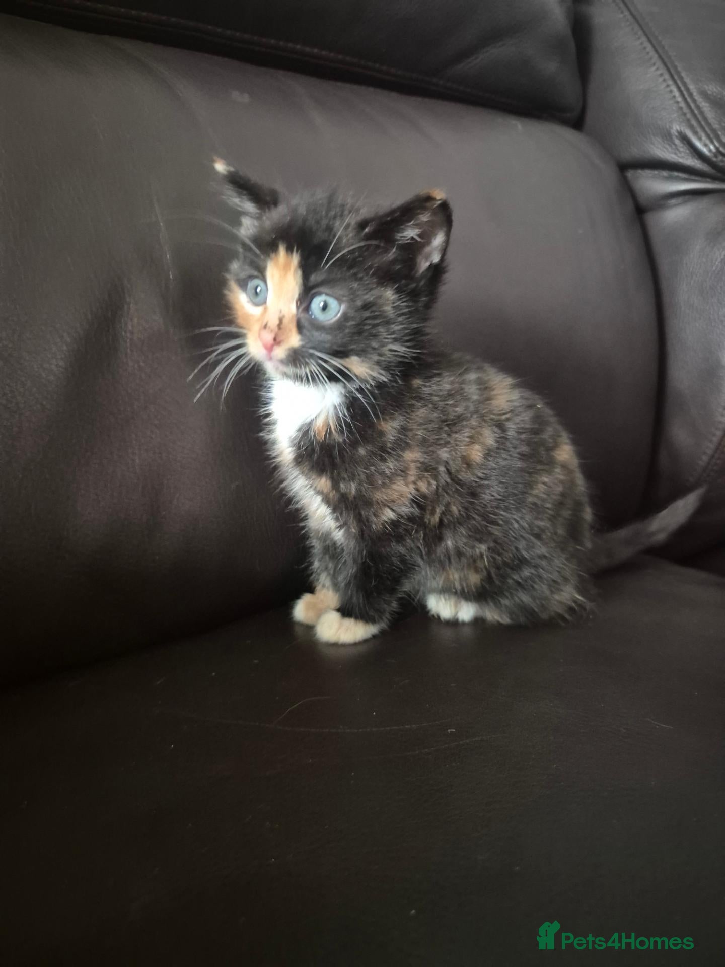 Mixed Breed cats for sale: 🐱❤️ 5 Beautiful fluffy Kittens🐱❤️ - Advert 10