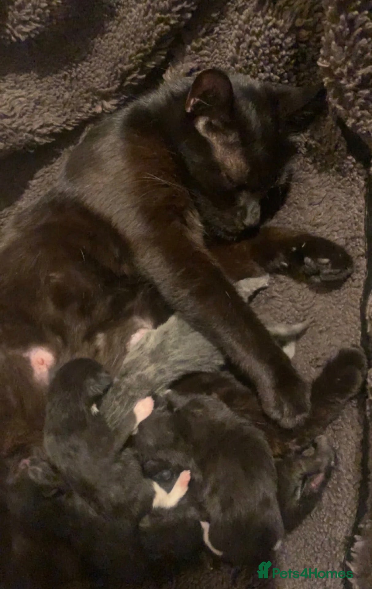 Mixed Breed cats 2 kittens - Advert 6
