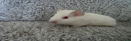 Guinea Pig rodents for sale: 2 bonded girls  - Advert 1