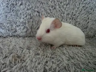 Guinea Pig rodents 2 bonded girls - Advert 3