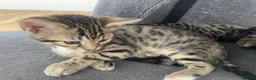 Bengal cats for sale: Bengal X READY NOW  - Advert 12
