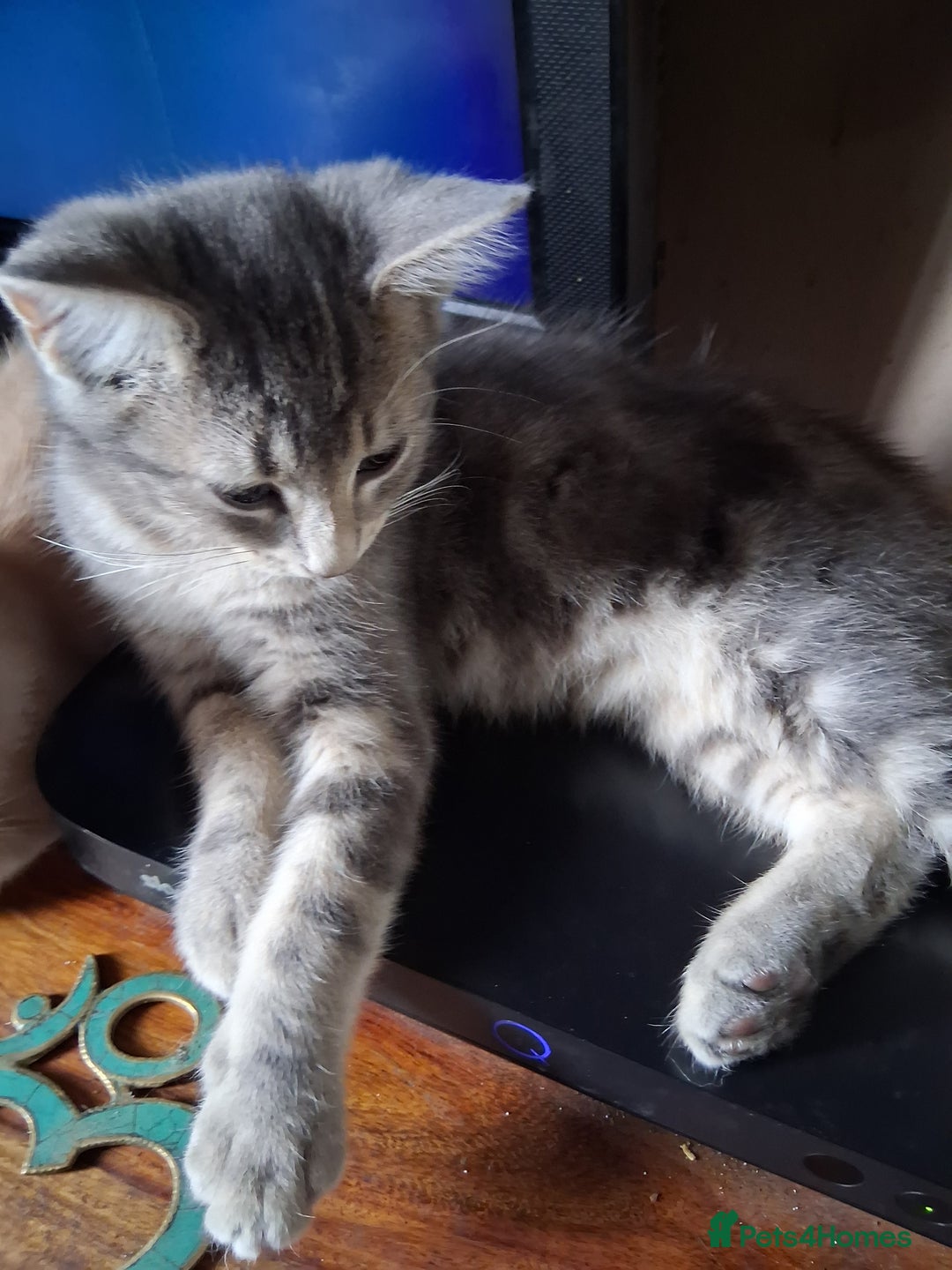 Mixed Breed cats for sale: Charming Cheeky Chunky  Bengal X Kittens. - Image 23